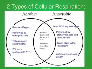 2 Types of Cellular Respiration:
Requires Oxygen
Performed by
eukaryotic cells
Takes place in
Mitochondria
Efficient=
produces 36 ATP
Does NOT require Oxygen
Performed by
prokaryotic cells and
muscle cells
Takes place in the
cytoplasm
Inefficient= produces
2 ATP
Obj: Describe the cellular
functions of photosynthesis and
 