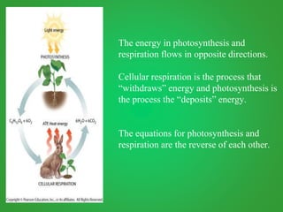 The energy in photosynthesis and
respiration flows in opposite directions.
Cellular respiration is the process that
“withdraws” energy and photosynthesis is
the process the “deposits” energy.
The equations for photosynthesis and
respiration are the reverse of each other.
 