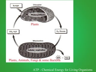 ATP - Chemical Energy for Living Organisms
Plants
Plants, Animals, Fungi & some Bacteria
 