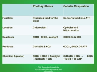 Photosynthesis Cellular Respiration
Function Produces food for the
plant
Converts food into ATP
Location Chloroplast Cytoplasm &
Mitochondria
Reactants 6CO2 , 6H2O, sunlight C6H12O6 & 6O2
Products C6H12O6 & 6O2 6CO2 , 6H2O, 36 ATP
Chemical Equation 6CO2 + 6H20 + Sunlight
→C6H12O6 + 6O2
C6H12O6 + 6O2 → 6CO2
+ 6H20 + 36 ATP
Obj: Describe the cellular
functions of photosynthesis and
 