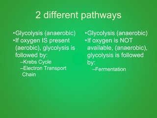 2 different pathways
•Glycolysis (anaerobic)
•If oxygen IS present
(aerobic), glycolysis is
followed by:
–Krebs Cycle
–Electron Transport
Chain
•Glycolysis (anaerobic)
•If oxygen is NOT
available, (anaerobic),
glycolysis is followed
by:
–Fermentation
 
