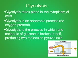 Glycolysis
•Glycolysis takes place in the cytoplasm of
cells
•Glycolysis is an anaerobic process (no
oxygen present)
•Glycolysis is the process in which one
molecule of glucose is broken in half,
producing two molecules pyruvic acid
 