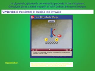 In glycolysis, glucose is converted to pyruvate in the cytoplasm.
Glycolysis gives a small net gain of ATP without the use of oxygen.
Glycolysis is the splitting of glucose into pyruvate
http://highered.mheducation.com/sites/0072507470/student_vie
w0/chapter25/animation__how_glycolysis_works.html
Glycolysis Rap
 