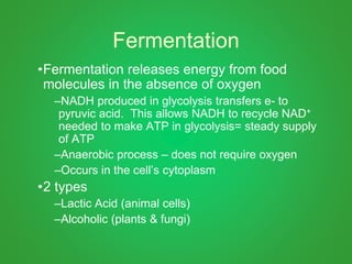 Fermentation
•Fermentation releases energy from food
molecules in the absence of oxygen
–NADH produced in glycolysis transfers e- to
pyruvic acid. This allows NADH to recycle NAD+
needed to make ATP in glycolysis= steady supply
of ATP
–Anaerobic process – does not require oxygen
–Occurs in the cell’s cytoplasm
•2 types
–Lactic Acid (animal cells)
–Alcoholic (plants & fungi)
 