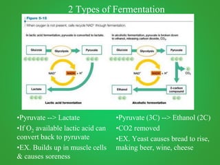 •c
•Pyruvate (3C) --> Ethanol (2C)
•CO2 removed
•EX. Yeast causes bread to rise,
making beer, wine, cheese
•Pyruvate --> Lactate
•If O2 available lactic acid can
convert back to pyruvate
•EX. Builds up in muscle cells
& causes soreness
2 Types of Fermentation
 