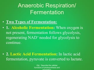 Anaerobic Respiration/
Fermentation
• Two Types of Fermentation:
• 1. Alcoholic Fermentation: When oxygen is
not present, fermentation follows glycolysis,
regenerating NAD+ needed for glycolysis to
continue.
• 2. Lactic Acid Fermentation: In lactic acid
fermentation, pyruvate is converted to lactate.
Obj: Describe the cellular
functions of photosynthesis and
 
