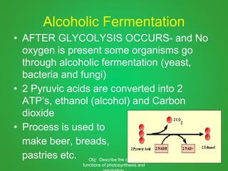 Alcoholic Fermentation
• AFTER GLYCOLYSIS OCCURS- and No
oxygen is present some organisms go
through alcoholic fermentation (yeast,
bacteria and fungi)
• 2 Pyruvic acids are converted into 2
ATP’s, ethanol (alcohol) and Carbon
dioxide
• Process is used to
make beer, breads,
pastries etc. Obj: Describe the cellular
functions of photosynthesis and
 