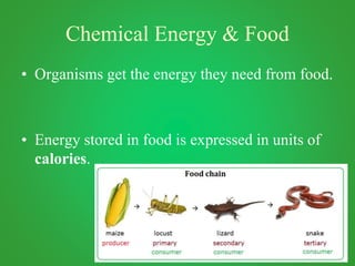 Chemical Energy & Food
• Organisms get the energy they need from food.
• Energy stored in food is expressed in units of
calories.
 
