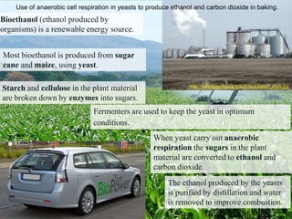 http://en.wikipedia.org/wiki/File:Ethanol_plant.jpg
Bioethanol (ethanol produced by
organisms) is a renewable energy source.
Use of anaerobic cell respiration in yeasts to produce ethanol and carbon dioxide in baking.
Most bioethanol is produced from sugar
cane and maize, using yeast.
Fermenters are used to keep the yeast in optimum
conditions.
When yeast carry out anaerobic
respiration the sugars in the plant
material are converted to ethanol and
carbon dioxide.
Starch and cellulose in the plant material
are broken down by enzymes into sugars.
The ethanol produced by the yeasts
is purified by distillation and water
is removed to improve combustion.
 
