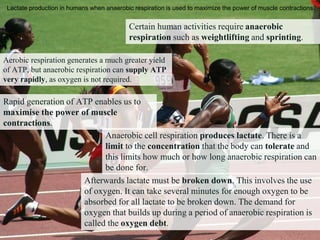 Lactate production in humans when anaerobic respiration is used to maximize the power of muscle contractions.
Certain human activities require anaerobic
respiration such as weightlifting and sprinting.
Rapid generation of ATP enables us to
maximise the power of muscle
contractions.
Aerobic respiration generates a much greater yield
of ATP, but anaerobic respiration can supply ATP
very rapidly, as oxygen is not required.
Anaerobic cell respiration produces lactate. There is a
limit to the concentration that the body can tolerate and
this limits how much or how long anaerobic respiration can
be done for.
Afterwards lactate must be broken down. This involves the use
of oxygen. It can take several minutes for enough oxygen to be
absorbed for all lactate to be broken down. The demand for
oxygen that builds up during a period of anaerobic respiration is
called the oxygen debt.
 