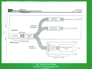 Obj: Describe the cellular
functions of photosynthesis and
 
