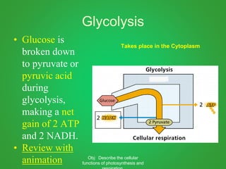 Glycolysis
• Glucose is
broken down
to pyruvate or
pyruvic acid
during
glycolysis,
making a net
gain of 2 ATP
and 2 NADH.
• Review with
animation
Takes place in the Cytoplasm
Obj: Describe the cellular
functions of photosynthesis and
 