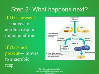 Step 2- What happens next?
If O2 is present
→ moves to
aerobic resp. in
mitochondrion.
If O2 is not
present→ moves
to anaerobic
resp.
Obj: Describe the cellular
functions of photosynthesis and
 