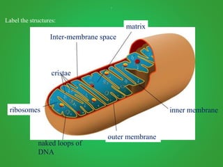 .
Label the structures:
matrix
Inter-membrane space
ribosomes inner membrane
outer membrane
naked loops of
DNA
cristae
 