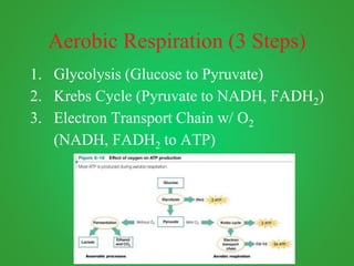 Aerobic Respiration (3 Steps)
1. Glycolysis (Glucose to Pyruvate)
2. Krebs Cycle (Pyruvate to NADH, FADH2)
3. Electron Transport Chain w/ O2
(NADH, FADH2 to ATP)
 