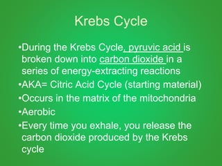 Krebs Cycle
•During the Krebs Cycle, pyruvic acid is
broken down into carbon dioxide in a
series of energy-extracting reactions
•AKA= Citric Acid Cycle (starting material)
•Occurs in the matrix of the mitochondria
•Aerobic
•Every time you exhale, you release the
carbon dioxide produced by the Krebs
cycle
 