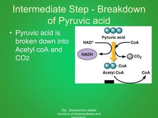 Intermediate Step - Breakdown
of Pyruvic acid
• Pyruvic acid is
broken down into
Acetyl coA and
CO2
Obj: Describe the cellular
functions of photosynthesis and
 