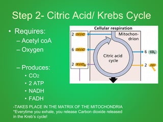 Step 2- Citric Acid/ Krebs Cycle
• Requires:
– Acetyl coA
– Oxygen
– Produces:
• CO2
• 2 ATP
• NADH
• FADH
-TAKES PLACE IN THE MATRIX OF THE MITOCHONDRIA
*Everytime you exhale, you release Carbon dioxide released
in the Kreb’s cycle!
 