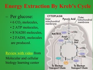 Energy Extraction By Kreb’s Cycle
– Per glucose:
• 6 CO2 molecules,
• 2 ATP molecules,
• 8 NADH molecules,
• 2 FADH2 molecules
are produced.
Review with video from
Molecular and cellular
biology learning center
 