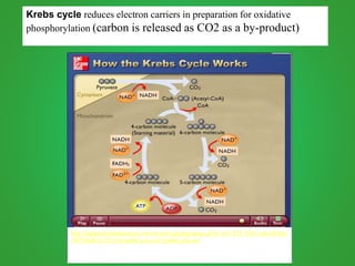 Krebs cycle reduces electron carriers in preparation for oxidative
phosphorylation (carbon is released as CO2 as a by-product)
http://highered.mheducation.com/olcweb/cgi/pluginpop.cgi?it=swf::525::530::/sites/dl/free
/0072464631/291136/krebsCycle.swf::krebsCycle.swf
 