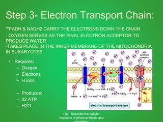 Step 3- Electron Transport Chain:
-FADH & NADH2 CARRY THE ELECTRONS DOWN THE CHAIN
- OXYGEN SERVES AS THE FINAL ELECTRON ACCEPTOR TO
PRODUCE WATER
-TAKES PLACE IN THE INNER MEMBRANE OF THE MITOCHONDRIA
IN EUKARYOTES
• Requires:
– Oxygen
– Electrons
– H ions
– Produces:
– 32 ATP
– H2O
Obj: Describe the cellular
functions of photosynthesis and
 