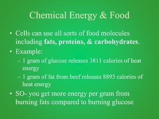 Chemical Energy & Food
• Cells can use all sorts of food molecules
including fats, proteins, & carbohydrates.
• Example:
– 1 gram of glucose releases 3811 calories of heat
energy
– 1 gram of fat from beef releases 8893 calories of
heat energy
• SO- you get more energy per gram from
burning fats compared to burning glucose
 
