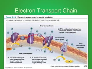 Electron Transport Chain
 