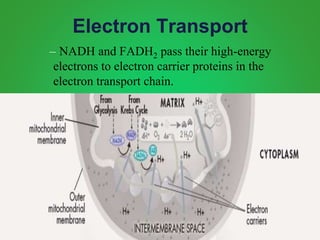 Electron Transport
– NADH and FADH2 pass their high-energy
electrons to electron carrier proteins in the
electron transport chain.
 
