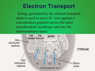 Electron Transport
– Energy generated by the electron transport
chain is used to move H+ ions against a
concentration gradient across the inner
mitochondrial membrane and into the
intermembrane space.
 