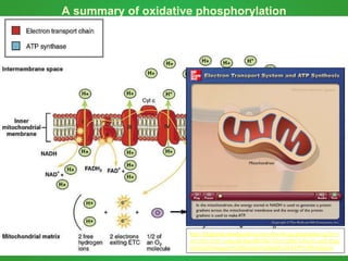 A summary of oxidative phosphorylation
http://highered.mheducation.com/olcweb/cgi/pluginpop.cgi?it=s
wf::535::535::/sites/dl/free/0072437316/120071/bio11.swf::Elec
tron%20Transport%20System%20and%20ATP%20Synthesis
Use the animations to learn to check your
understanding of oxidative phosphorylation.
 