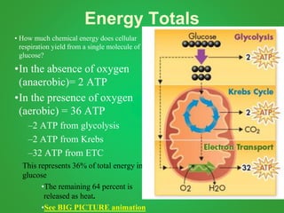 Energy Totals
• How much chemical energy does cellular
respiration yield from a single molecule of
glucose?
•In the absence of oxygen
(anaerobic)= 2 ATP
•In the presence of oxygen
(aerobic) = 36 ATP
–2 ATP from glycolysis
–2 ATP from Krebs
–32 ATP from ETC
This represents 36% of total energy in
glucose
•The remaining 64 percent is
released as heat.
•See BIG PICTURE animation
 