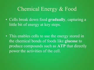 Chemical Energy & Food
• Cells break down food gradually, capturing a
little bit of energy at key steps.
• This enables cells to use the energy stored in
the chemical bonds of foods like glucose to
produce compounds such as ATP that directly
power the activities of the cell.
 