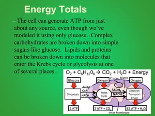 Energy Totals
– The cell can generate ATP from just
about any source, even though we’ve
modeled it using only glucose. Complex
carbohydrates are broken down into simple
sugars like glucose. Lipids and proteins
can be broken down into molecules that
enter the Krebs cycle or glycolysis at one
of several places.
 