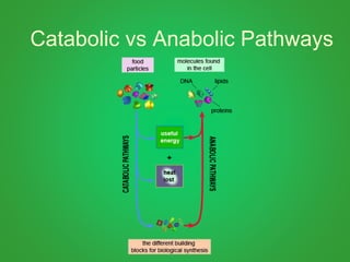 Catabolic vs Anabolic Pathways
 