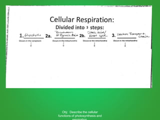 Obj: Describe the cellular
functions of photosynthesis and
2a. 2b. 3.
3
 