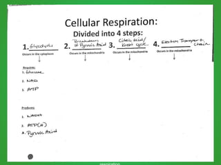 Obj: Describe the cellular
functions of photosynthesis and
 
