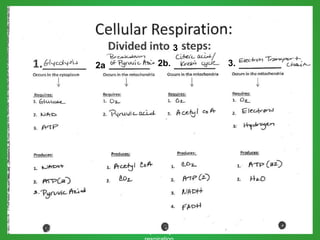 Obj: Describe the cellular
functions of photosynthesis and
2a 2b. 3.
3
 