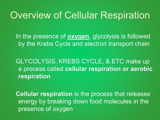 Overview of Cellular Respiration
In the presence of oxygen, glycolysis is followed
by the Krebs Cycle and electron transport chain
GLYCOLYSIS, KREBS CYCLE, & ETC make up
a process called cellular respiration or aerobic
respiration
Cellular respiration is the process that releases
energy by breaking down food molecules in the
presence of oxygen
 