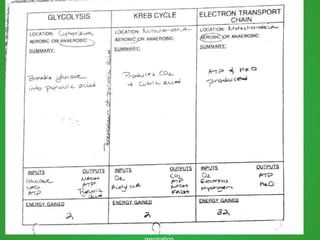 Obj: Describe the cellular
functions of photosynthesis and
 