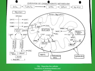 Obj: Describe the cellular
functions of photosynthesis and
 