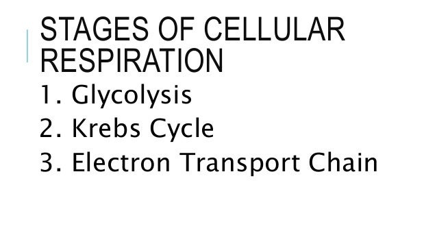 Four Stages Of Cellular Respiration Essay