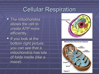 Cellular RespirationCellular Respiration
 The mitochondriaThe mitochondria
allows the cell toallows the cell to
create ATP morecreate ATP more
efficiently.efficiently.
 If you look at theIf you look at the
bottom right picture,bottom right picture,
you can see that ayou can see that a
mitochondria has lotsmitochondria has lots
of folds inside (like aof folds inside (like a
maze).maze).
 
