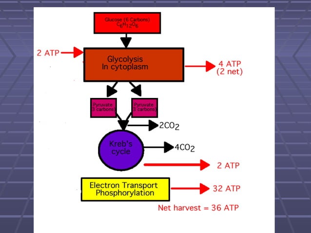 Cellular Respiration Notes | PPT | Chemistry | Science