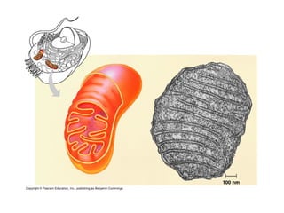 Honors ~ Cellular respiration & photosytnesis 1213