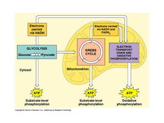 Honors ~ Cellular respiration & photosytnesis 1213