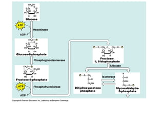 Honors ~ Cellular respiration & photosytnesis 1213
