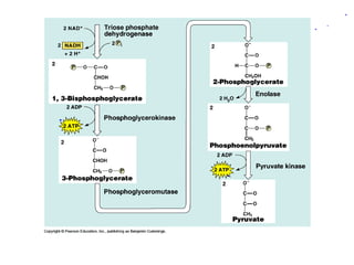Honors ~ Cellular respiration & photosytnesis 1213