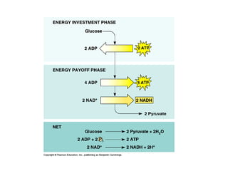 Honors ~ Cellular respiration & photosytnesis 1213