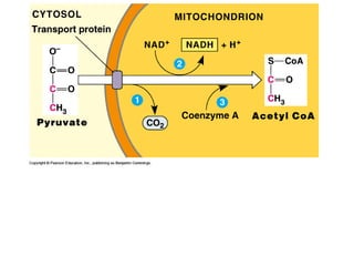 Honors ~ Cellular respiration & photosytnesis 1213