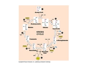 Honors ~ Cellular respiration & photosytnesis 1213